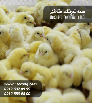 فروش جوجه گوشتی چالاکی